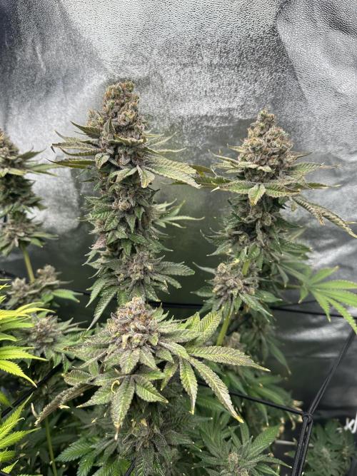 Crazy Platinum Marker. Week 26