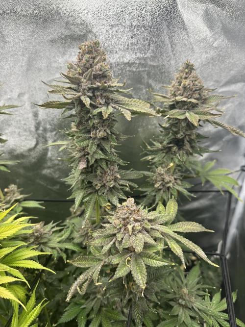 Crazy Platinum Marker. Week 26