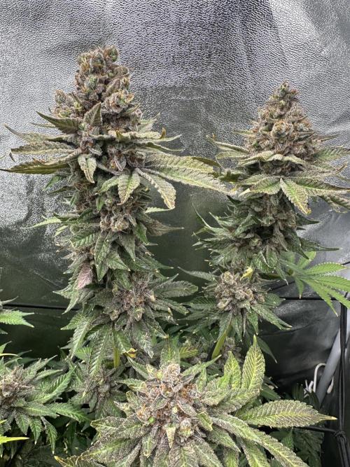 Crazy Platinum Marker. Week 26