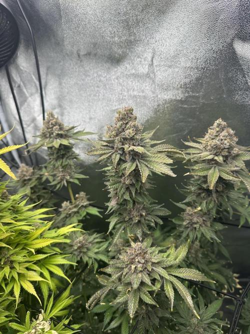 Crazy Platinum Marker. Week 26