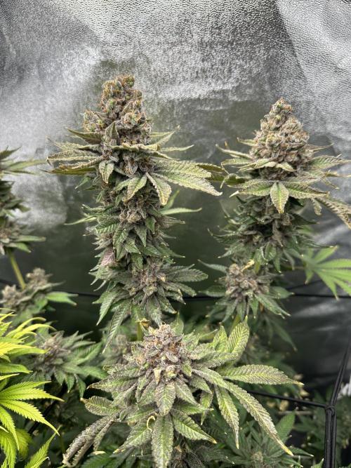 Crazy Platinum Marker. Week 26