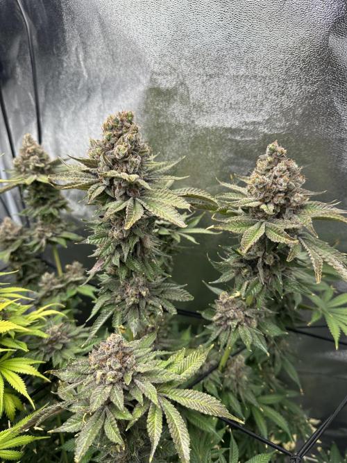 Crazy Platinum Marker. Week 26