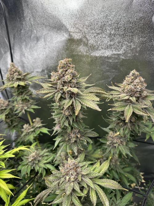 Crazy Platinum Marker. Week 26