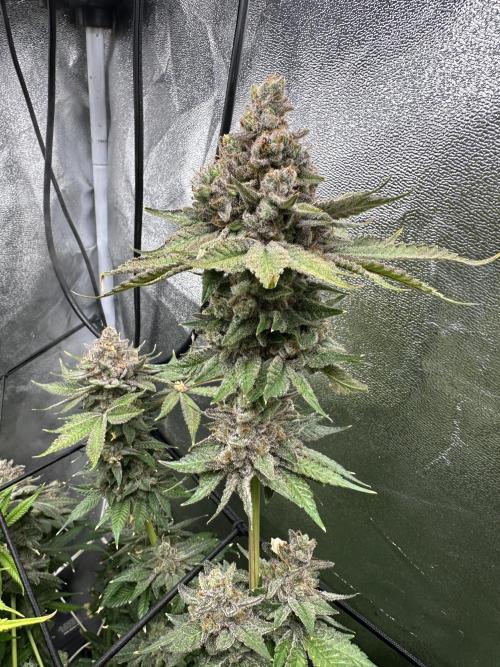 Crazy Platinum Marker. Week 26