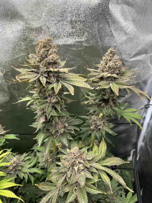 Crazy Platinum Marker. Week 26