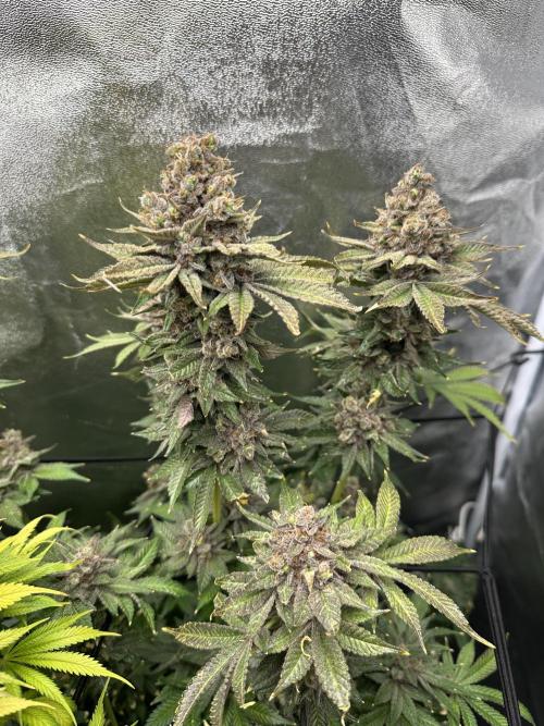 Crazy Platinum Marker. Week 26