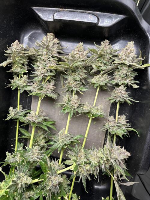 Crazy Platinum Marker. Week 26