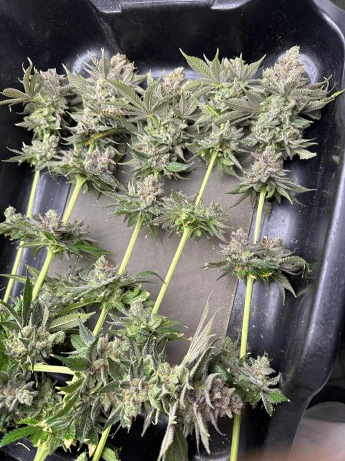 Crazy Platinum Marker. Week 26