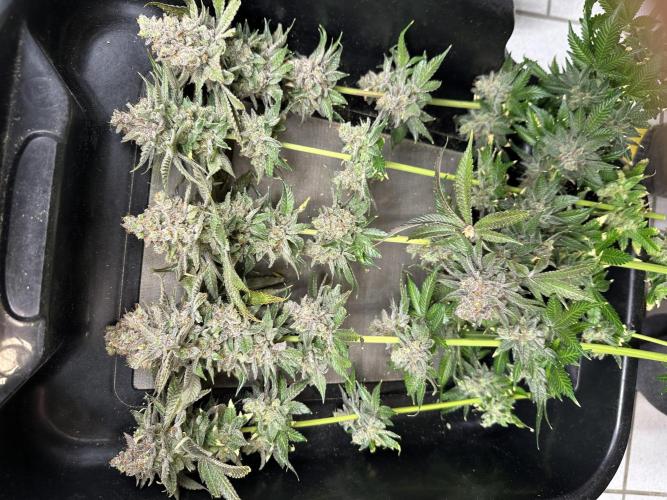 Crazy Platinum Marker. Week 26