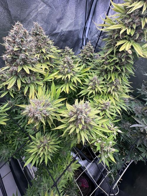 Crazy Platinum Marker. Week 26
