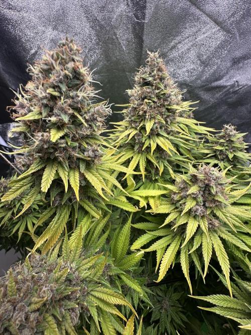 Crazy Platinum Marker. Week 26