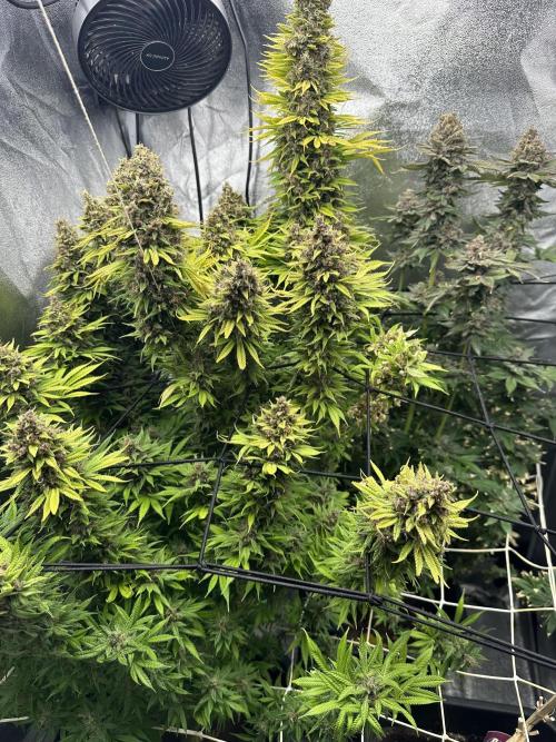 Crazy Platinum Marker. Week 26