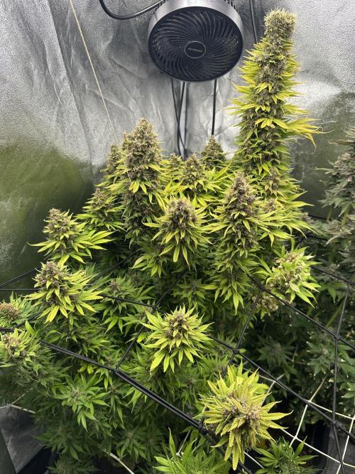 Crazy Platinum Marker. Week 26
