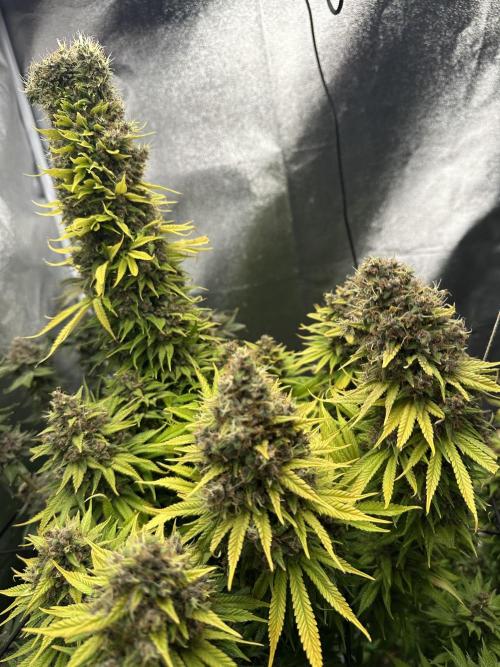 Crazy Platinum Marker. Week 26