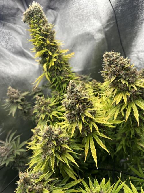 Crazy Platinum Marker. Week 26