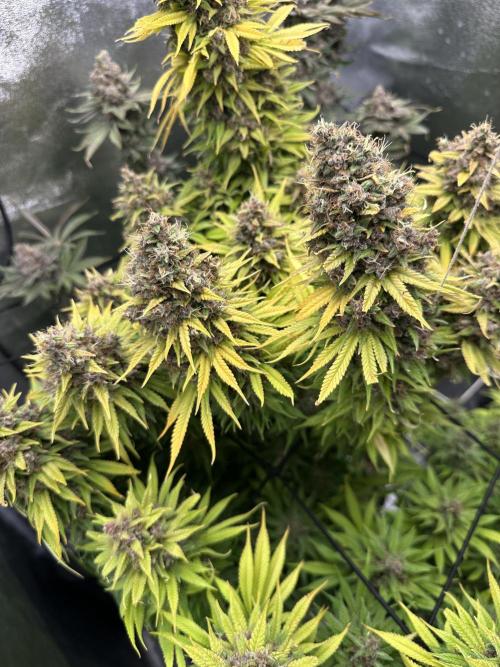 Crazy Platinum Marker. Week 26