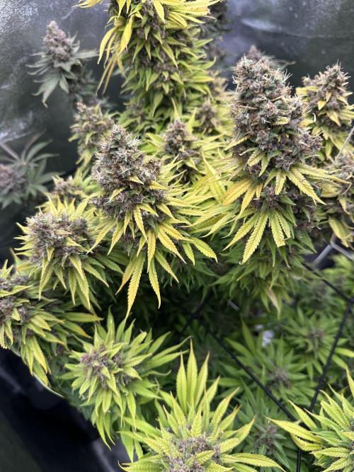 Crazy Platinum Marker. Week 26