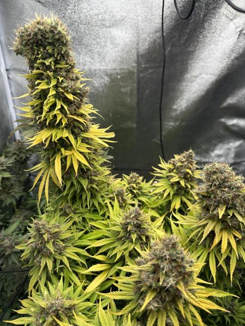 Crazy Platinum Marker. Week 26