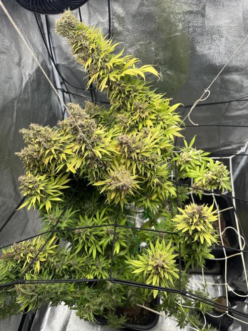 Crazy Platinum Marker. Week 26