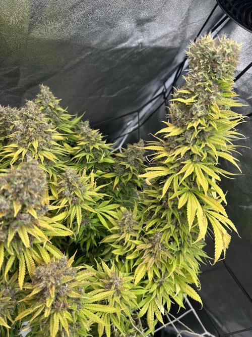 Crazy Platinum Marker. Week 26