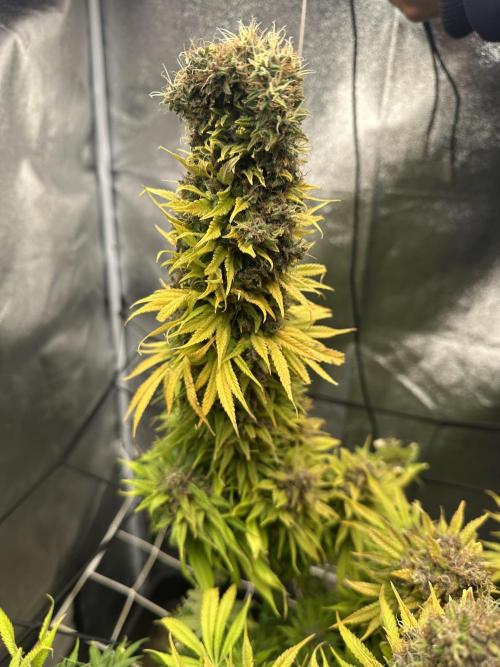 Crazy Platinum Marker. Week 26