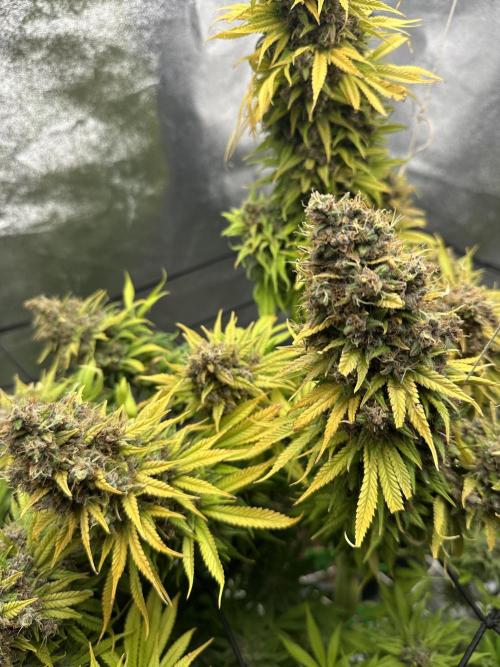 Crazy Platinum Marker. Week 26