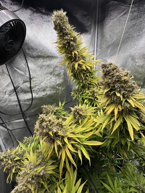 Crazy Platinum Marker. Week 26