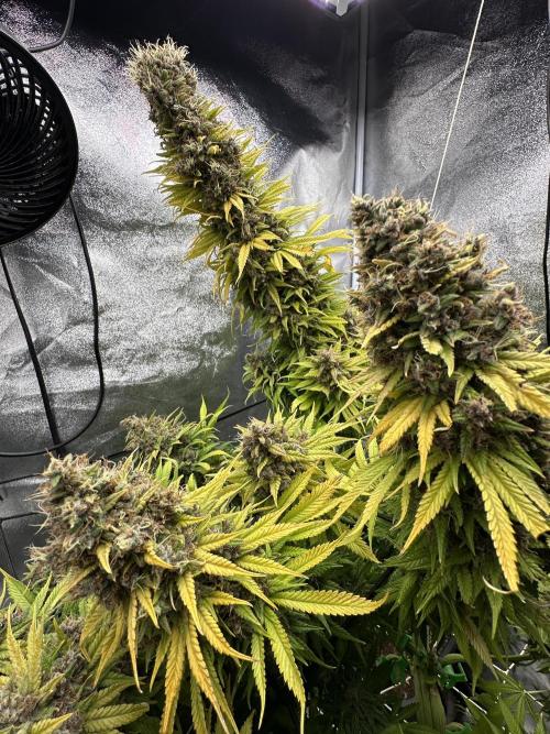 Crazy Platinum Marker. Week 26