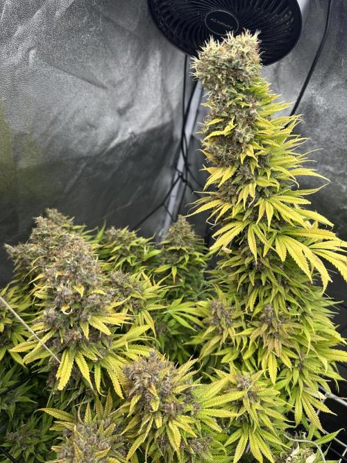 Crazy Platinum Marker. Week 26