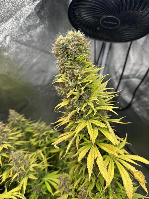 Crazy Platinum Marker. Week 26