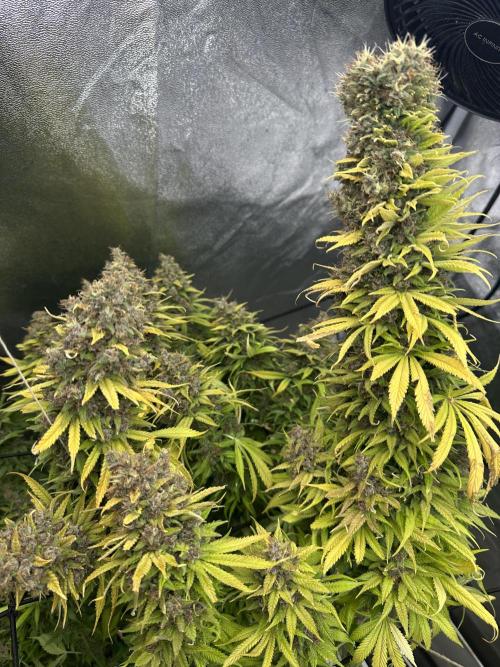 Crazy Platinum Marker. Week 26