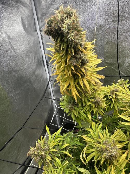 Crazy Platinum Marker. Week 26