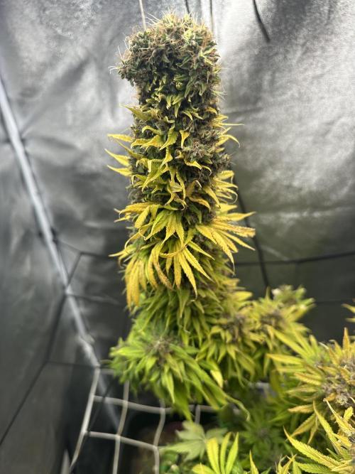 Crazy Platinum Marker. Week 26