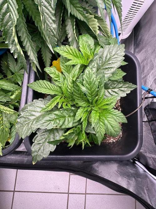 Blue Tropicana Milk. Week 4 - Blue Zushi