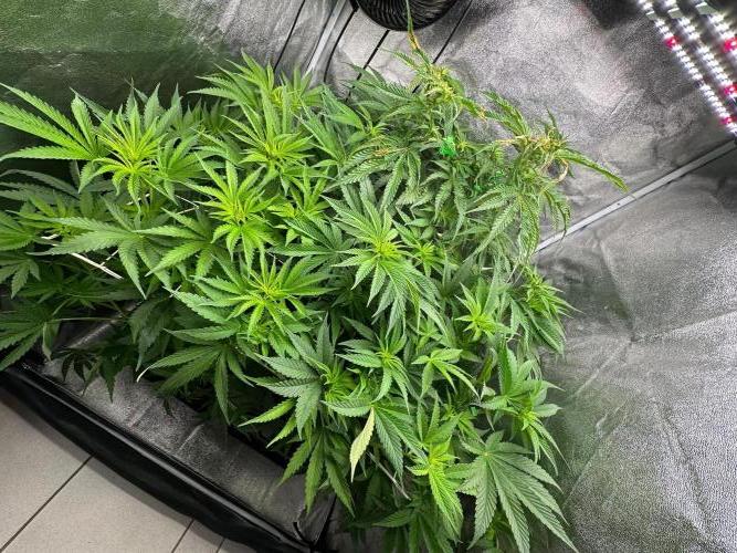 Blue Tropicana Milk. Week 7