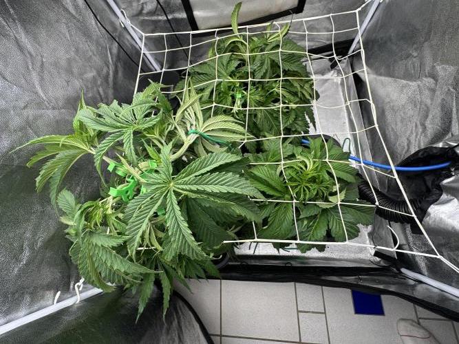 Crazy Platinum Marker. Week 6