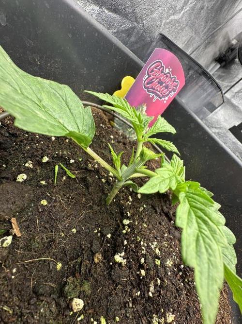 Crazy Platinum Marker. Week 2