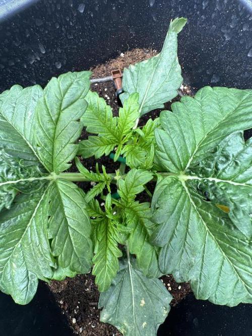 Crazy Platinum Marker. Week 3