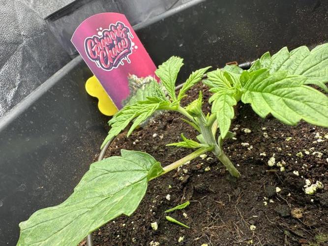 Crazy Platinum Marker. Week 2