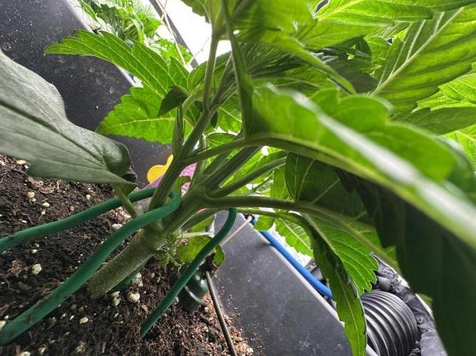 Crazy Platinum Marker. Week 4