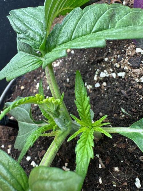 Crazy Platinum Marker. Week 3