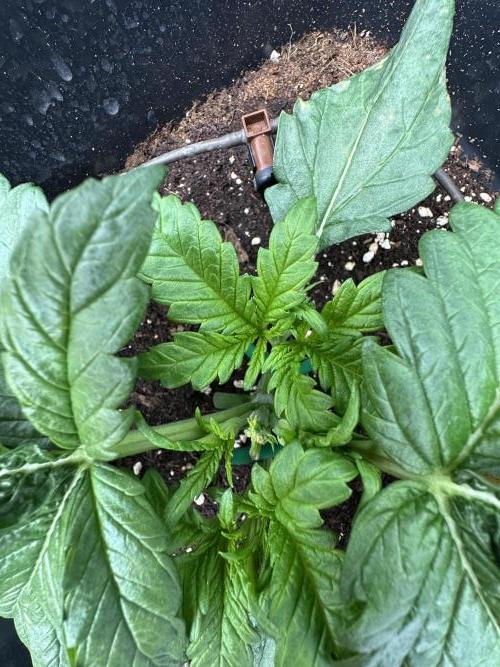 Crazy Platinum Marker. Week 3