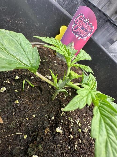 Crazy Platinum Marker. Week 2