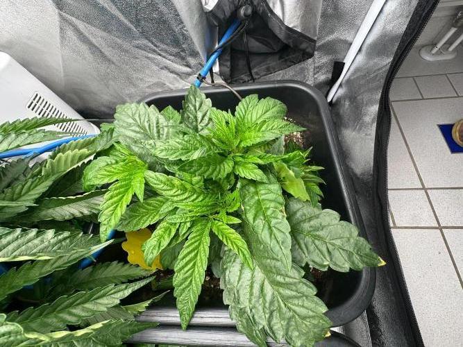 Blue Tropicana Milk. Week 4 - Blue Zushi