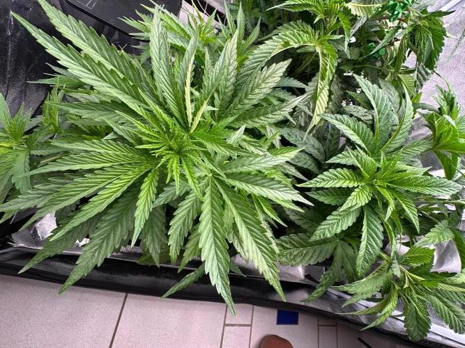 Blue Tropicana Milk. Week 4 - F1 Tropicana Cherry