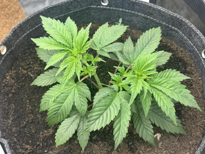 Blue Gelato 41. Week 6