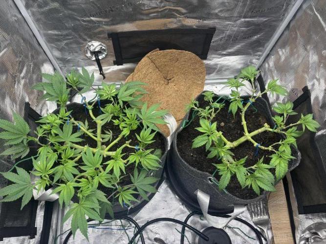 Blue Gelato 41. Week 10