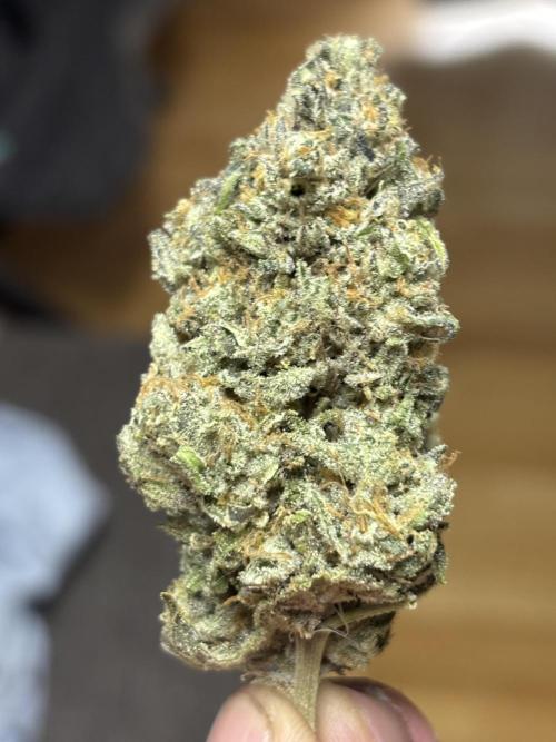 Super Lemon Haze #1. Week 25