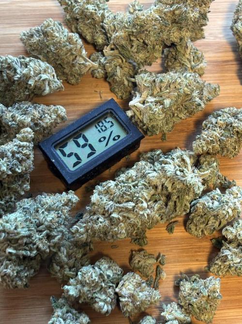 Super Lemon Haze #1. Week 25