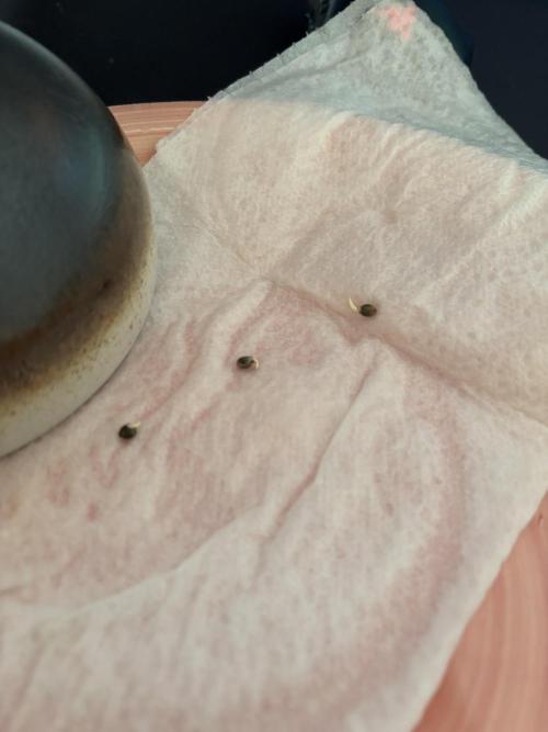 Blue Gelato 41. Week 0